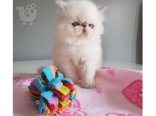 PERSIAN KITTEN